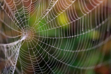 Spinnennetz vor Naturhintergrund