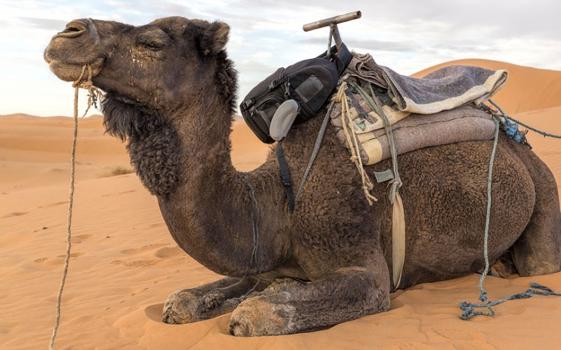 Dromedar wartet entspannt auf Reiter. Ein reiserechtliche Herausforderung. ©Harald Biebel