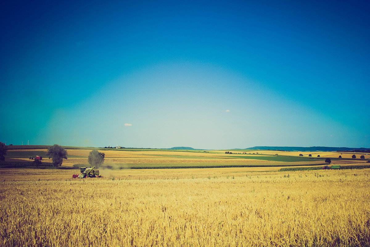 Großes Weizenfeld vor blauem Himmel, darauf ein Traktor